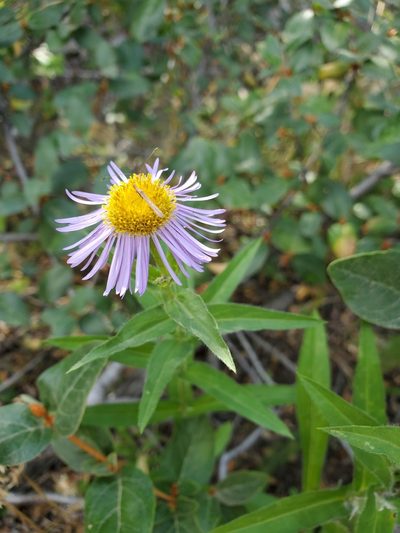 Erigeron subtrinervis, photographed by Shane Johnson