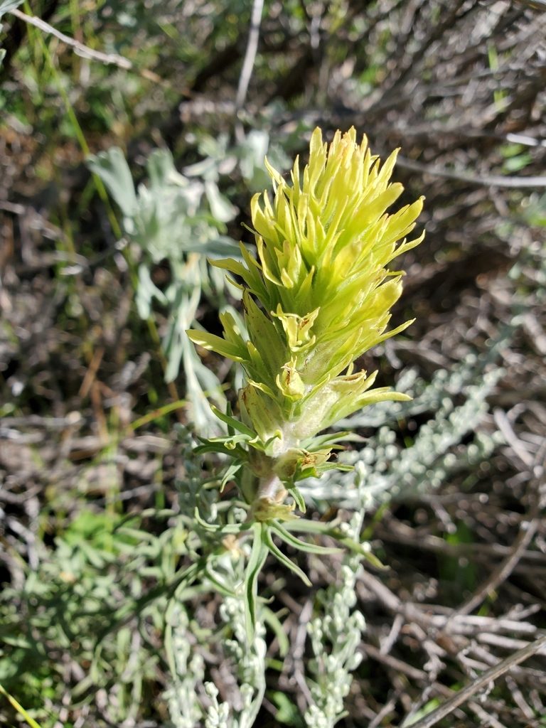 Castilleja cervina, photographed by Shane Johnson