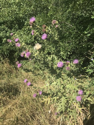 Cirsium ukranicum, photographed by Yuliana Leshchenko