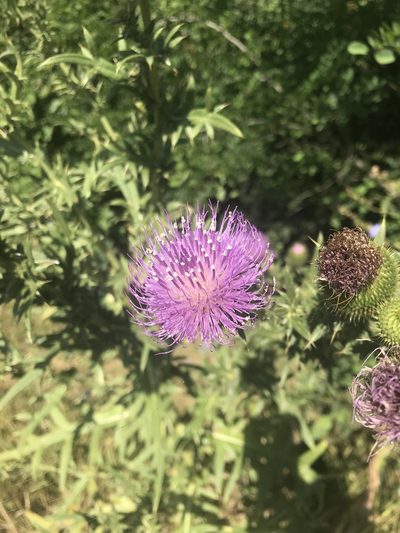 Cirsium ukranicum, photographed by Yuliana Leshchenko