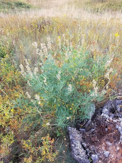 Lupinus albicaulis, photographed by kweitemier