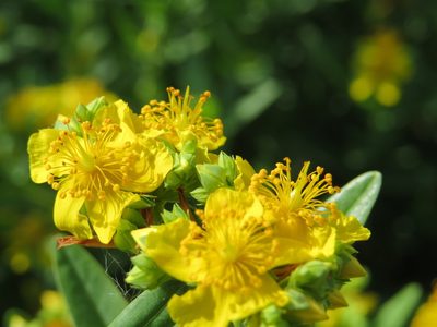 Hypericum sphaerocarpum, photographed by Michael D Fox