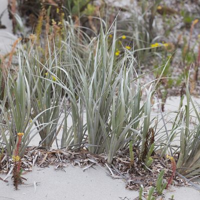 Spinifex hirsutus, photographed by Kym Nicolson