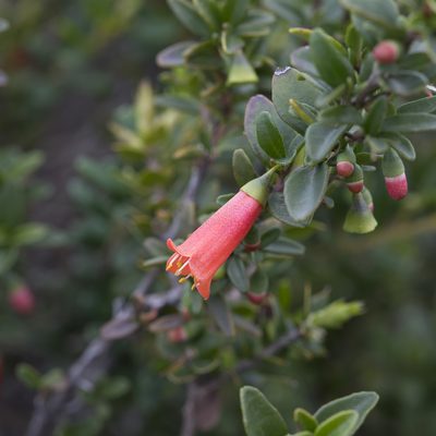 Correa pulchella, photographed by Kym Nicolson