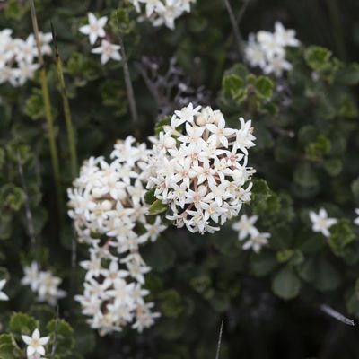 Pomaderris obcordata, photographed by Kym Nicolson