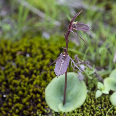 Cyrtostylis robusta, photographed by Kym Nicolson
