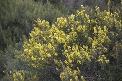 Acacia spinescens, photographed by Kym Nicolson