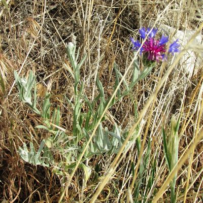 Centaurea depressa, photographed by John Brew