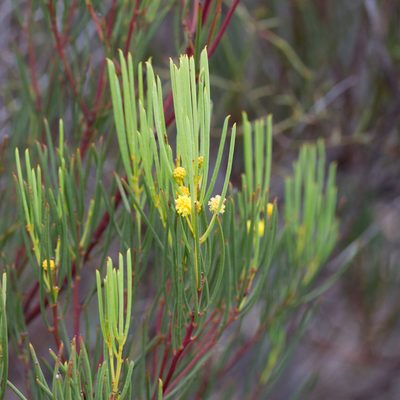 Acacia nematophylla, photographed by Kym Nicolson