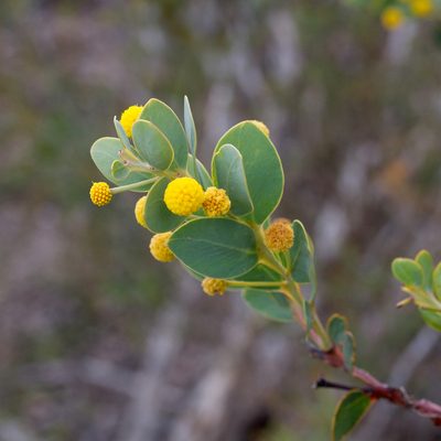 Acacia anceps, photographed by Kym Nicolson