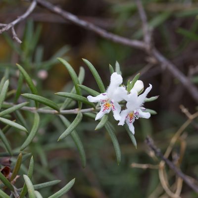 Westringia dampieri, photographed by Kym Nicolson