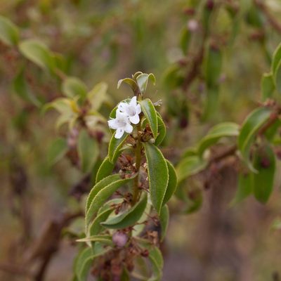 Myoporum viscosum, photographed by Kym Nicolson