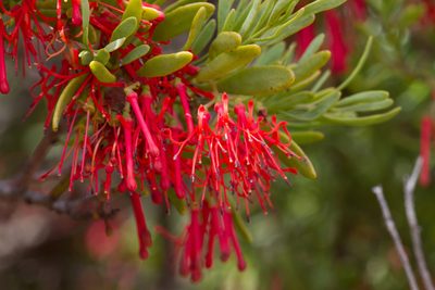 Amyema melaleucae, photographed by Kym Nicolson