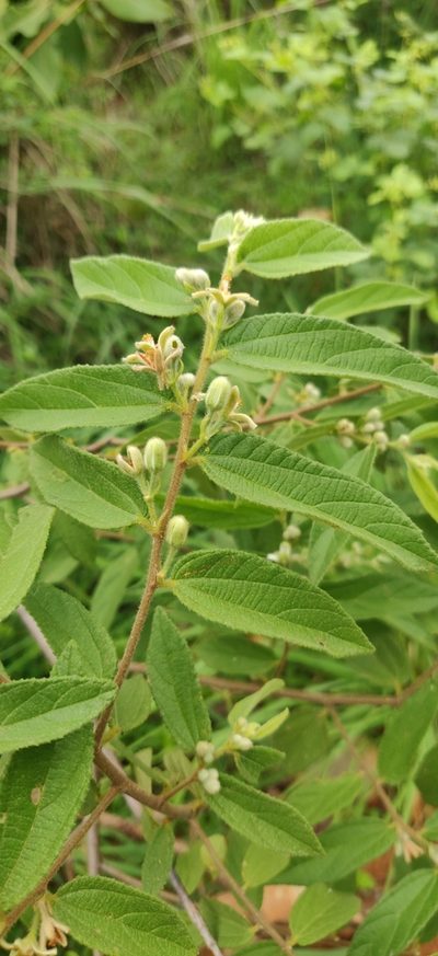 Grewia hirsuta, photographed by Nandini Rajamani