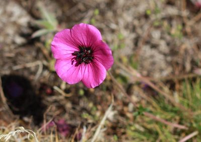 Geranium subcaulescens, photographed by Sarah Faulwetter