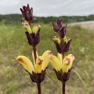 Pedicularis sceptrum-carolinum, photographed by Dag Endresen