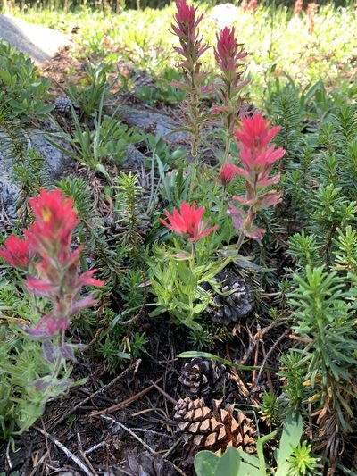 Castilleja peirsonii, photographed by Leah Gardner