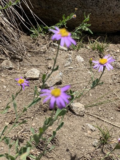 Erigeron breweri, photographed by Leah Gardner