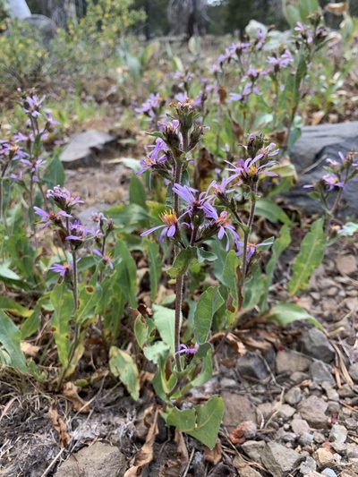Eurybia integrifolia, photographed by Leah Gardner