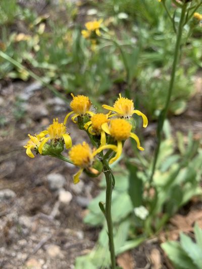Senecio scorzonella, photographed by Leah Gardner