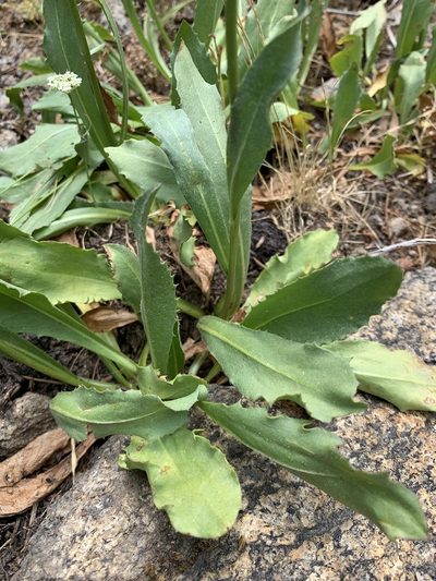 Senecio scorzonella, photographed by Leah Gardner