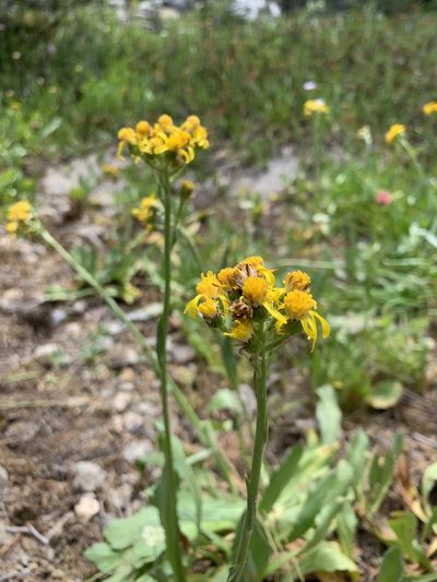 Senecio scorzonella, photographed by Leah Gardner