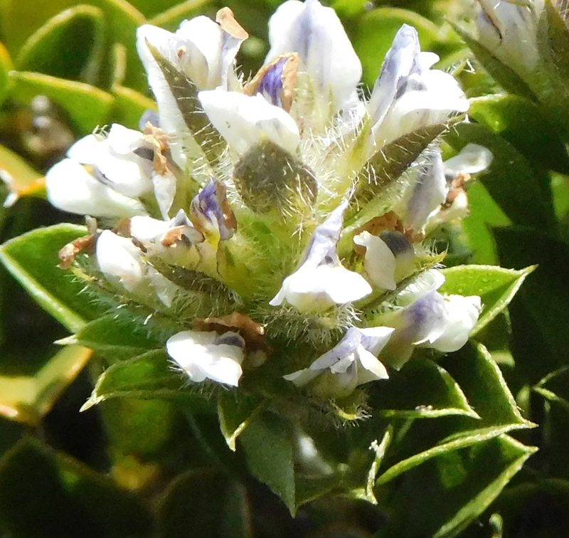 Psoralea sabulosa, photographed by Charles Stirton