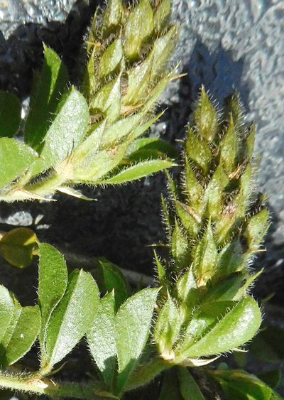 Psoralea sabulosa, photographed by Charles Stirton