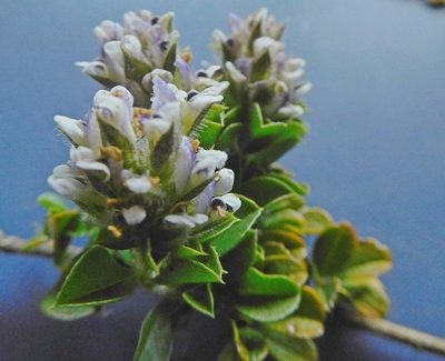 Psoralea sabulosa, photographed by Charles Stirton