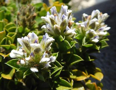 Psoralea sabulosa, photographed by Charles Stirton