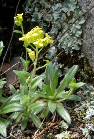 Draba petrophila, photographed by desertnaturalist