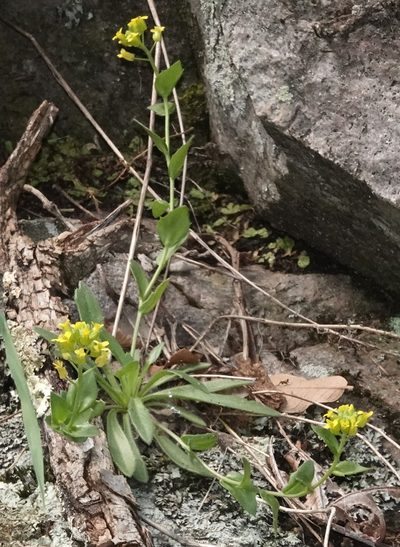 Draba petrophila, photographed by desertnaturalist