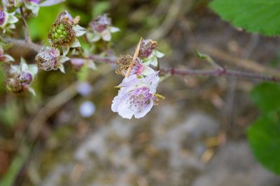 Rubus vestitus, photographed by Hilary Rose Dawson