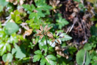 Coptis laciniata, photographed by Hilary Rose Dawson