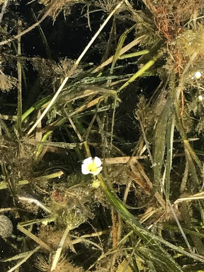 Ranunculus longirostris, photographed by Jared Shorma