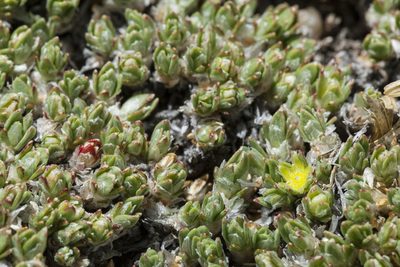 Paronychia pulvinata, photographed by Cecelia Alexander