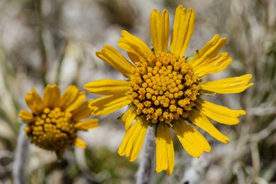 Hymenoxys brandegeei, photographed by Cecelia Alexander