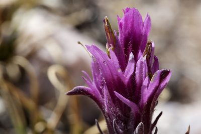 Castilleja haydenii, photographed by Cecelia Alexander