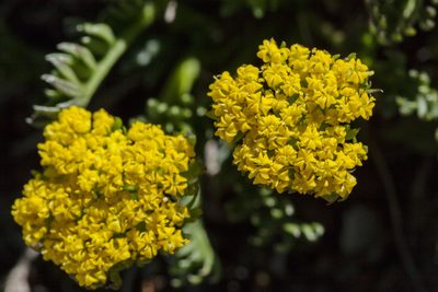 Cymopterus bakeri, photographed by Cecelia Alexander