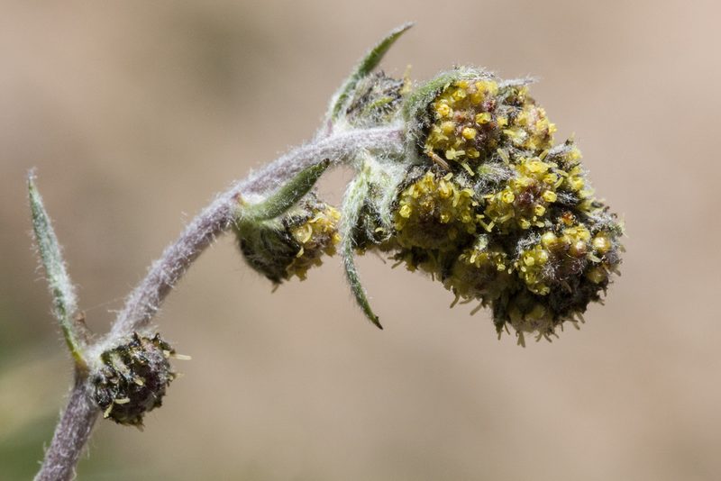 Artemisia scopulorum, photographed by Cecelia Alexander