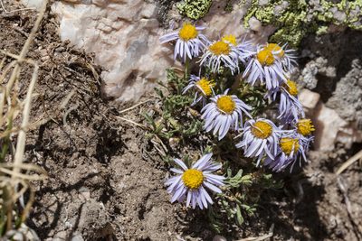 Erigeron pinnatisectus, photographed by Cecelia Alexander