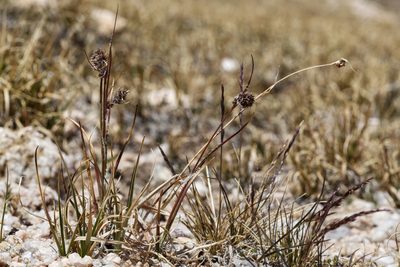 Luzula spicata, photographed by Cecelia Alexander