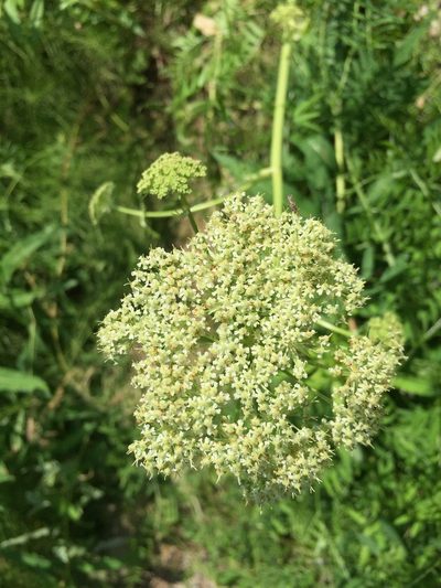 Cnidium cnidiifolium, photographed by Jason Grant