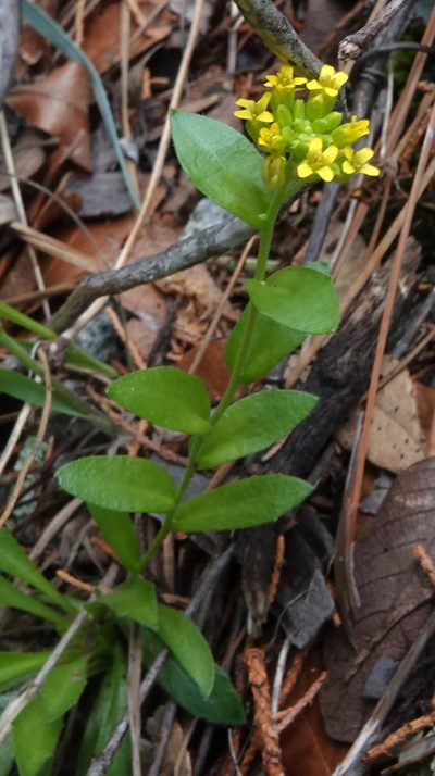 Draba petrophila, photographed by desertnaturalist