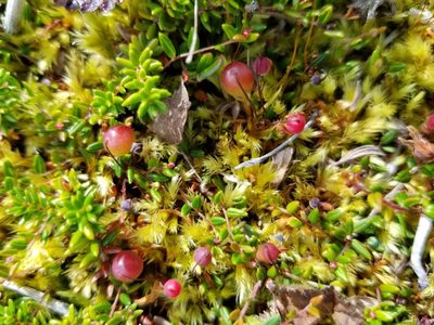 Vaccinium microcarpum, photographed by Syd Cannings