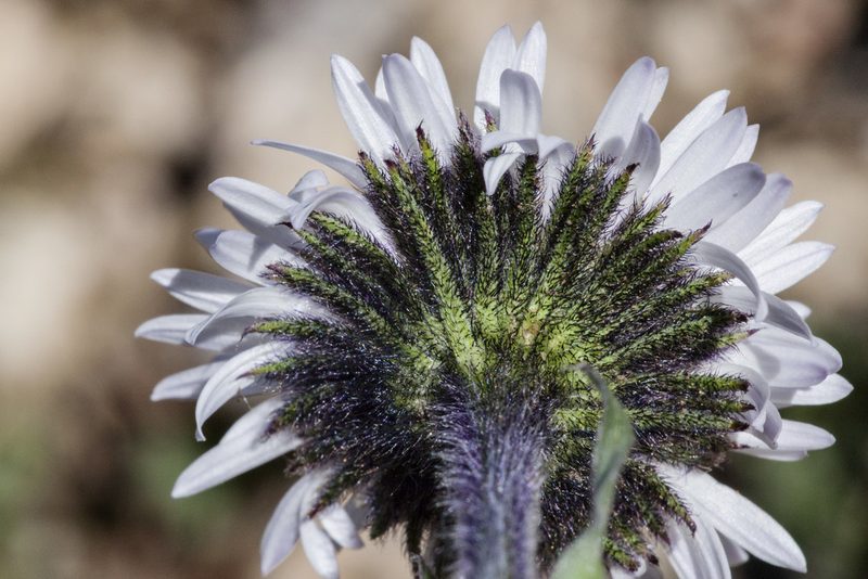 Erigeron melanocephalus, photographed by Cecelia Alexander