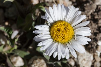 Erigeron melanocephalus, photographed by Cecelia Alexander