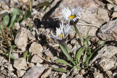 Erigeron melanocephalus, photographed by Cecelia Alexander