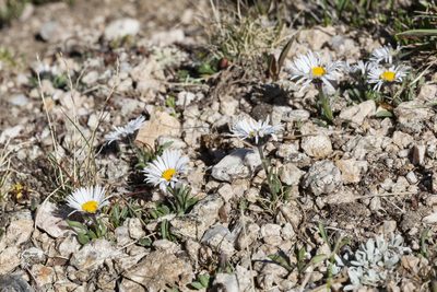 Erigeron melanocephalus, photographed by Cecelia Alexander