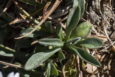 Erigeron melanocephalus, photographed by Cecelia Alexander